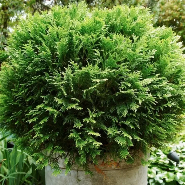 Tuia occidentalis 'Danica' ghiveci 0,7L - imagine 4