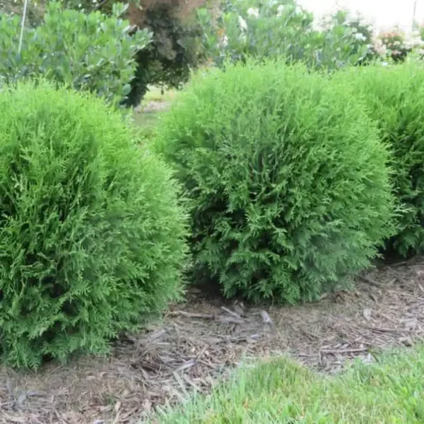 Tuia occidentalis 'Little Giant' - Ghiveci 0,7L - imagine 2