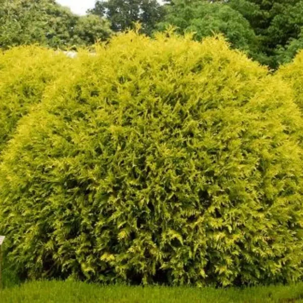 Tuia occidentalis 'Golden Globe' ghiveci 0,7L