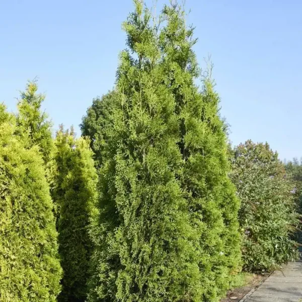 Thuja occidentalis 'Brabant' ghiveci 0,7L - imagine 2