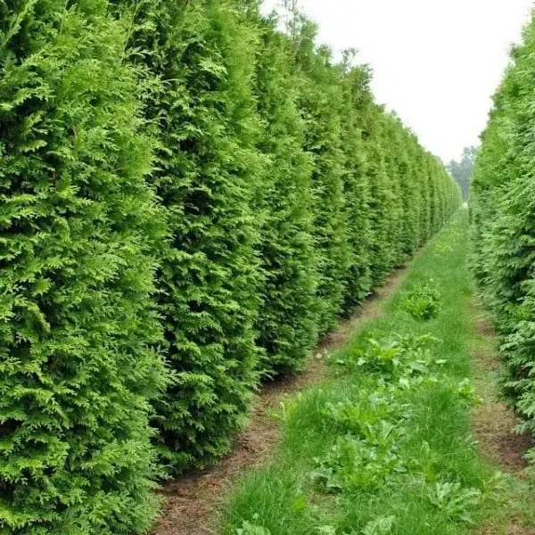 Thuja occidentalis 'Brabant' ghiveci 0,7L - imagine 3