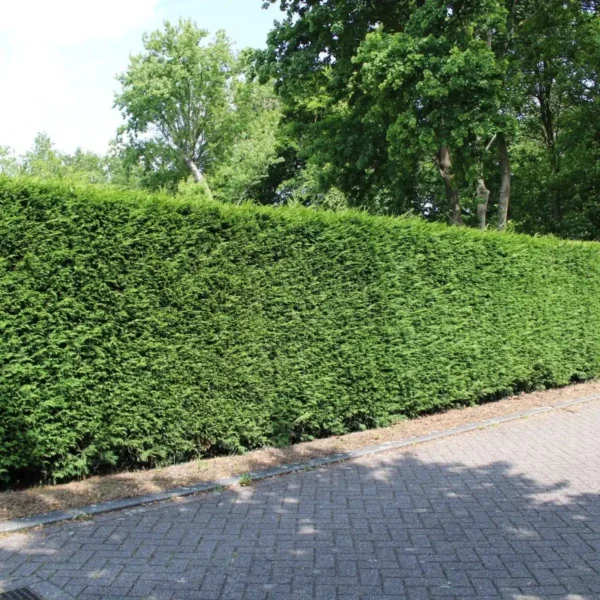 Thuja occidentalis 'Brabant' ghiveci 0,7L