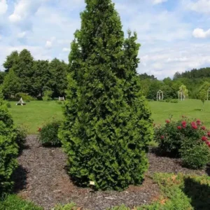 Tuia occidentalis 'Spiralis' ghiveci 3L