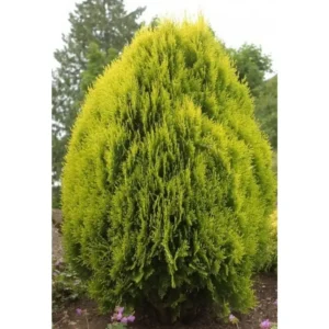 Tuia orientala 'Pyramidalis Aurea' ghiveci 0,7L
