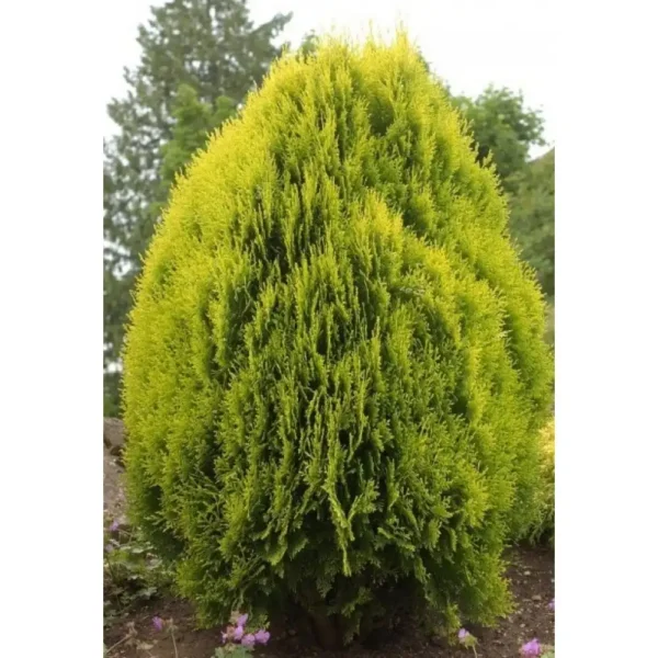Tuia orientala 'Pyramidalis Aurea' ghiveci 0,7L
