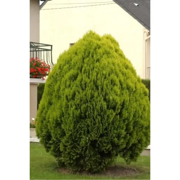Tuia orientala 'Pyramidalis Aurea' ghiveci 0,7L - imagine 2