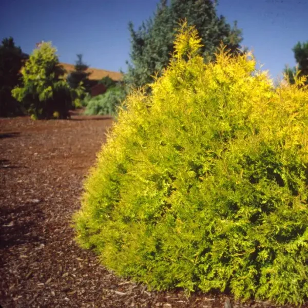Tuia occidentalis 'Rheingold' ghiveci 0,7L - imagine 3