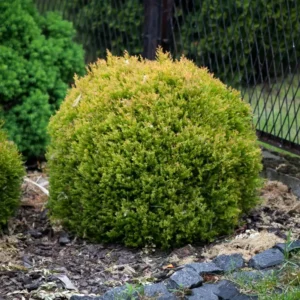 Tuia occidentalis 'Rheingold' ghiveci 0,7L