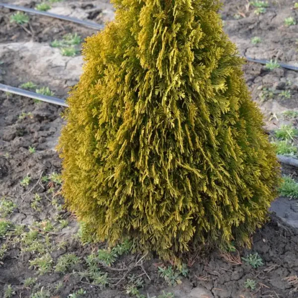 Tuia occidentalis 'Smaragd Gold' ghiveci 0,7L - imagine 7