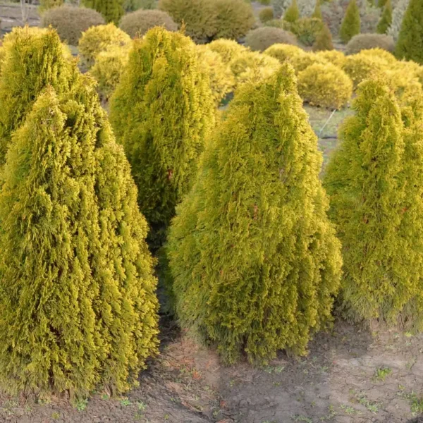 Tuia occidentalis 'Smaragd Gold' ghiveci 0,7L - imagine 2