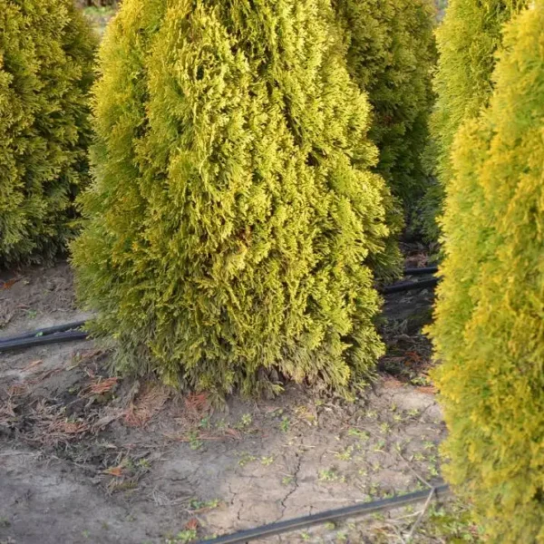 Tuia occidentalis 'Smaragd Gold' ghiveci 0,7L - imagine 4