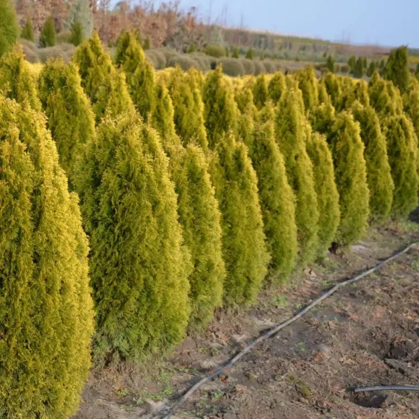 Tuia occidentalis 'Smaragd Gold' ghiveci 0,7L - imagine 5