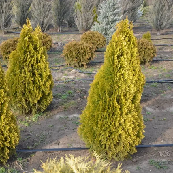 Tuia occidentalis 'Smaragd Gold' ghiveci 0,7L