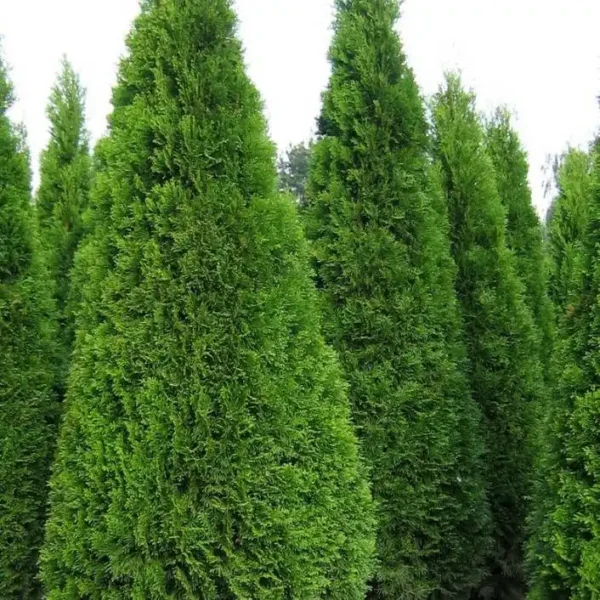 Tuia occidentalis 'Smaragd' ghiveci 3L - imagine 3