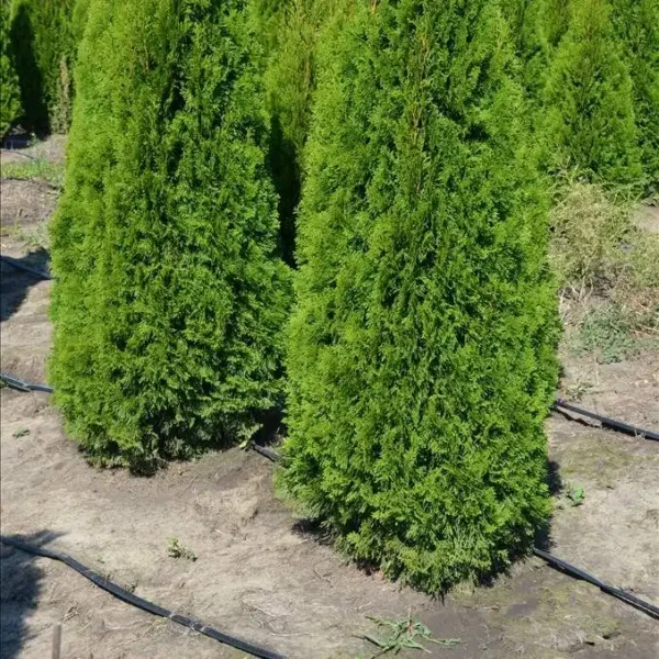 Tuia occidentalis 'Smaragd' ghiveci 3L - imagine 5