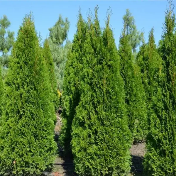 Tuia occidentalis 'Smaragd' ghiveci 3L