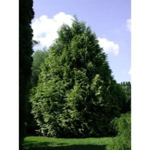 Tuia plicata 'Zebrina' ghiveci 0,7L