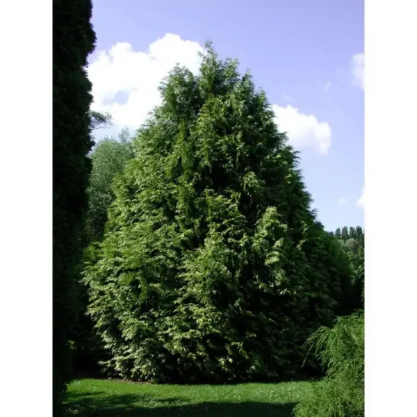 Tuia plicata 'Zebrina' ghiveci 0,7L