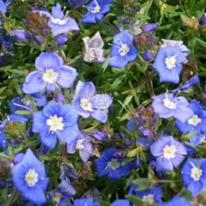 Veronica Armena Speedwell - Ghiveci 3L