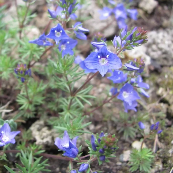 Veronica Armena Speedwell - Ghiveci 3L - imagine 2
