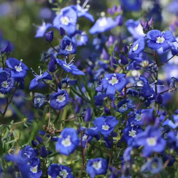 Veronica Armena Speedwell - Ghiveci 3L - imagine 3