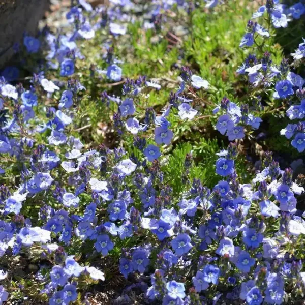 Veronica Armena Speedwell - Ghiveci 3L - imagine 4