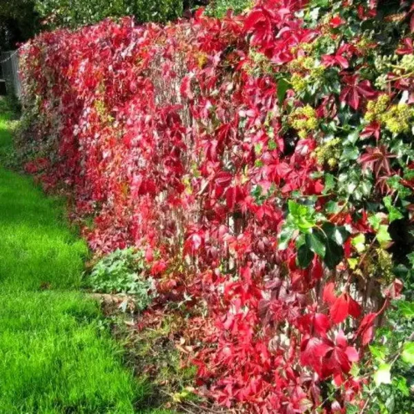 Vită de vie-Parthenocissus quinquefolia - Ghiveci 0,7L