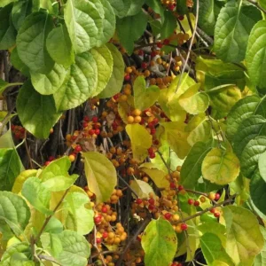 Vita de vie - Celastrus orbiculatus ghiveci 3L