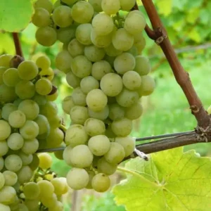 Vita de vie 'Muscaris' ghiveci 3L