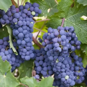 Vita de vie 'Nero' ghiveci 3L