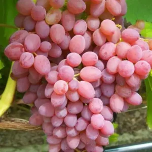 Vitis Reliance ghiveci 3L