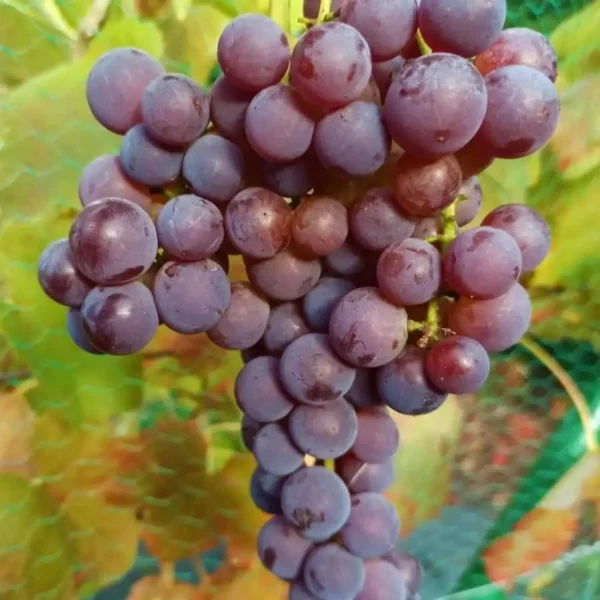 Vita de vie 'Swenson Red' ghiveci 3L