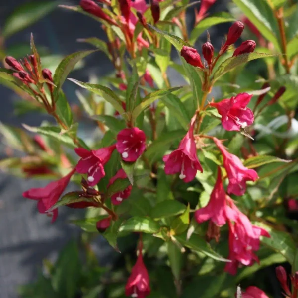 Weigela 'Evita' ghiveci 0,7L - imagine 4
