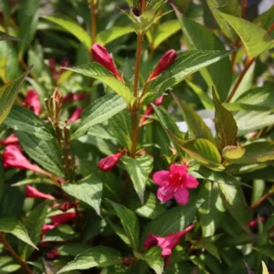 Weigela 'Evita' ghiveci 0,7L