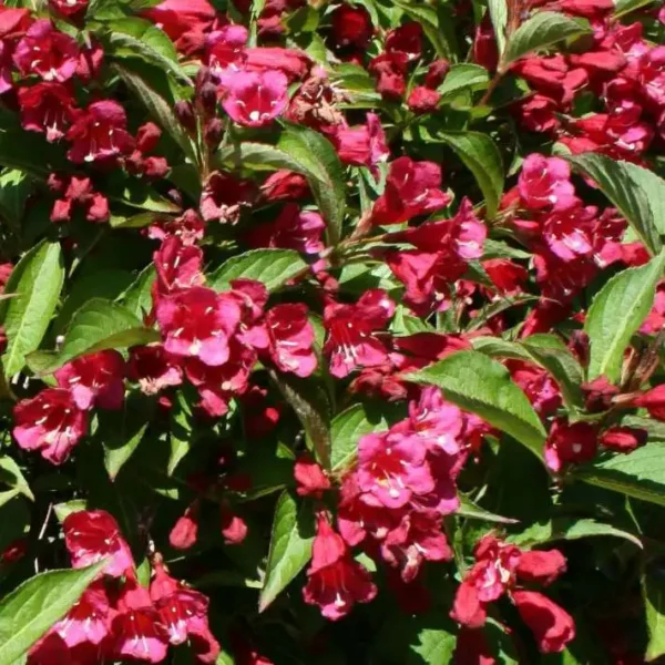 Weigela 'Evita' ghiveci 0,7L - imagine 3