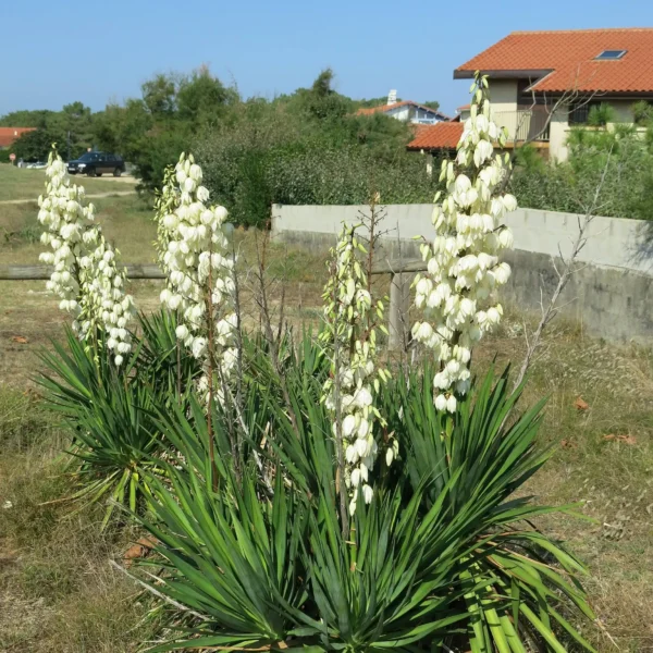 Yucca filamentosa ghiveci 3L - imagine 3
