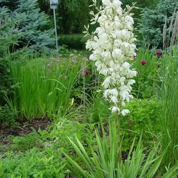 Yucca filamentosa ghiveci 3L
