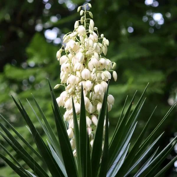 Yucca filamentosa ghiveci 3L - imagine 2