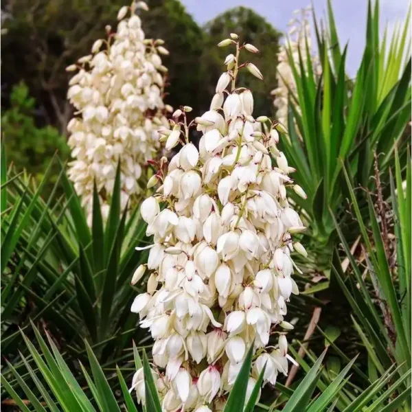 Yucca filamentosa ghiveci 3L - imagine 4