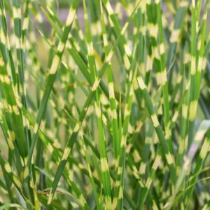 Iarba de pampas 'Zebrinus' - Miscanthus sinensis la ghiveci 3L