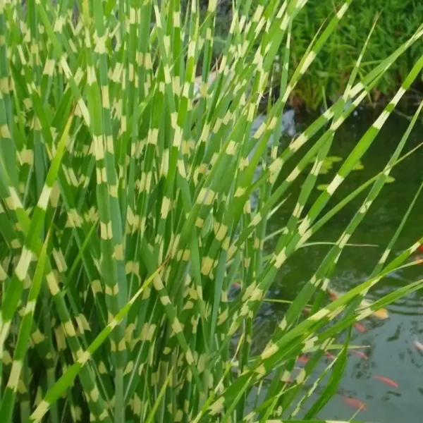 Iarba de pampas 'Zebrinus' - Miscanthus sinensis la ghiveci 3L - imagine 3